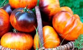 Описание куста и плодов