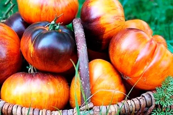 Описание куста и плодов