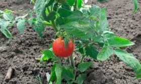 Описание куста и плодов