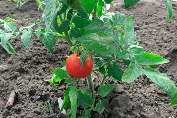 Описание куста и плодов