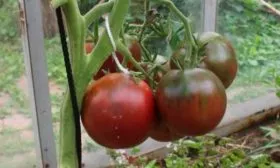 Описание куста и плодов