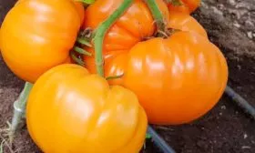 Описание куста и плодов