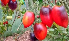 Описание куста и плодов, основные характеристики