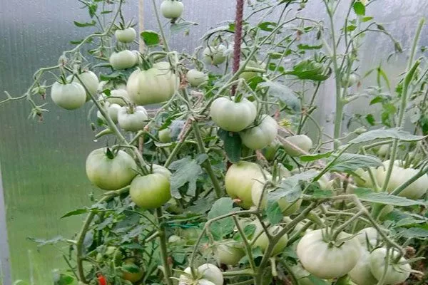 Описание куста и плодов2