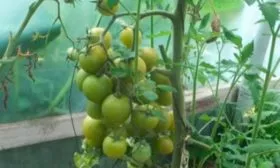 Описание плодов и растения