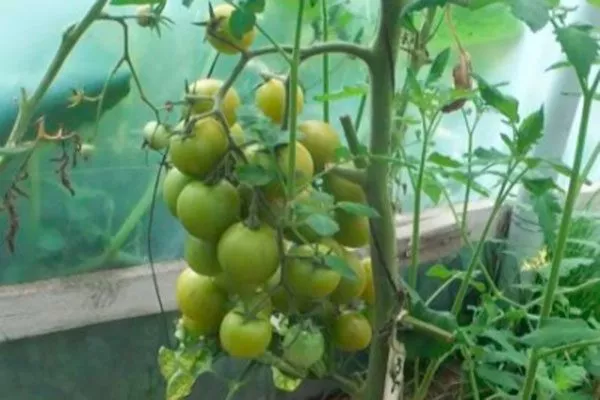 Описание плодов и растения