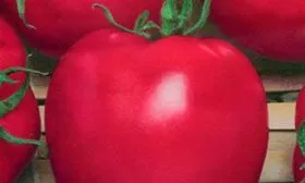 Описание растения и плодов