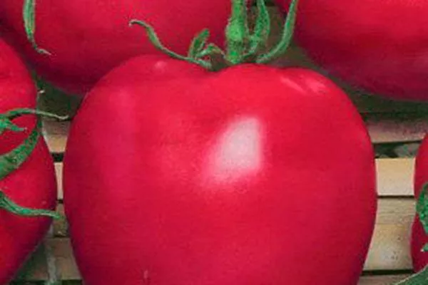 Описание растения и плодов