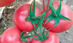 Описание растения и плодов2