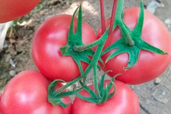 Описание растения и плодов2