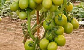 Описание сорта и растения