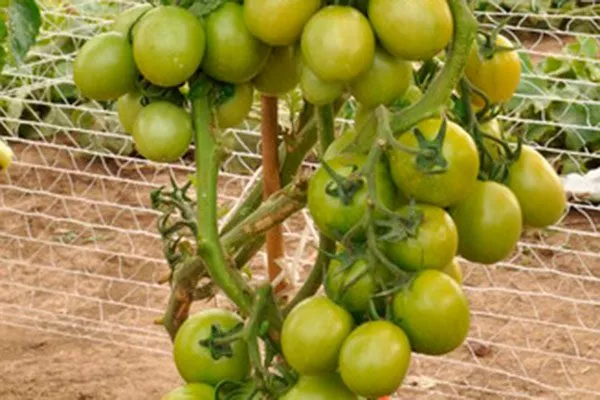 Описание сорта и растения