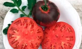 Opisanie-sorta-tomata-Sibirskij-tigr