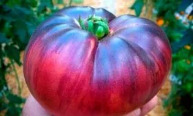 описание плодов