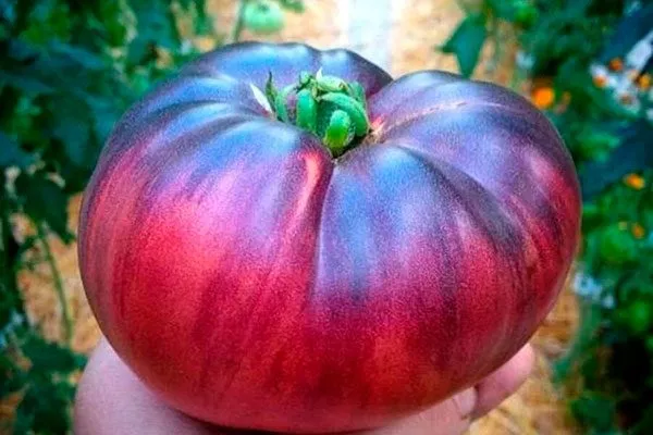 описание плодов