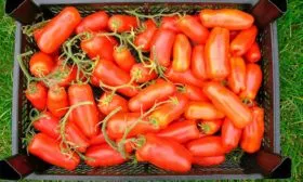 Сбор и хранение урожая