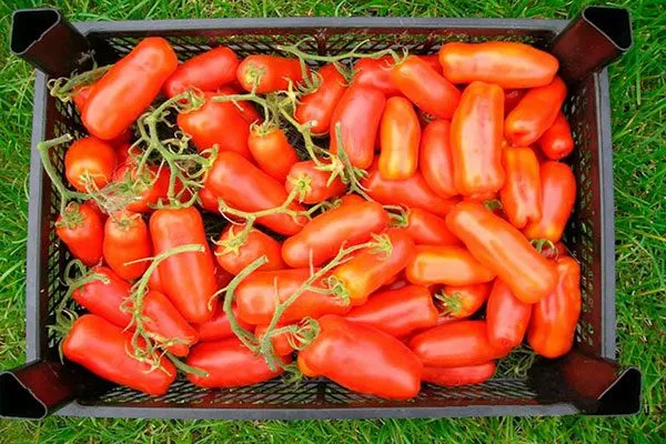 Сбор и хранение урожая