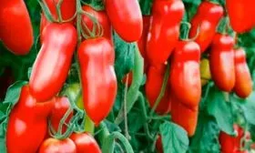 Особенности сорта, куста и плодов