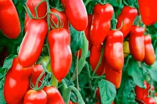 Особенности сорта, куста и плодов