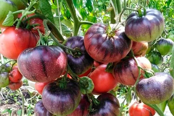 Сроки созревания