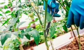 Ошибки начинающих дачников и секреты опытных огородников