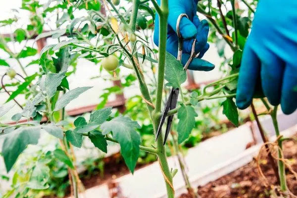 Ошибки начинающих дачников и секреты опытных огородников