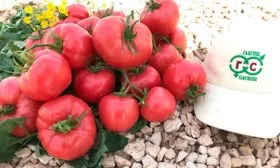 Основные характеристики