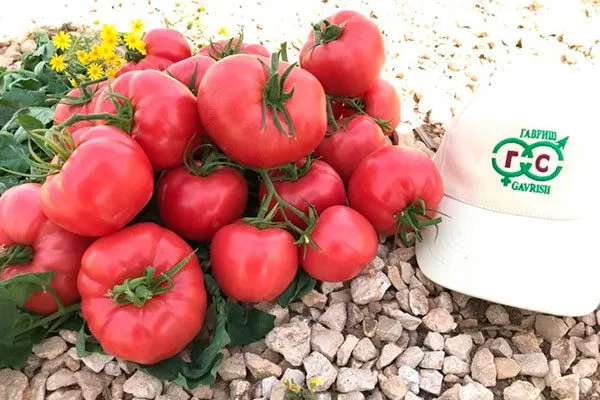 Основные характеристики