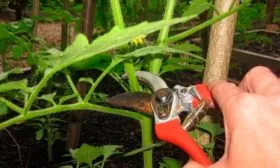 Особенности формирования куста