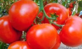 Особенности плодов