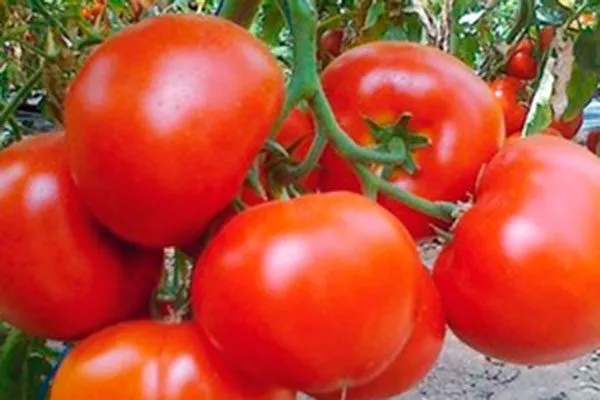 Особенности плодов