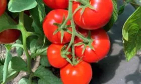 Основные характеристики