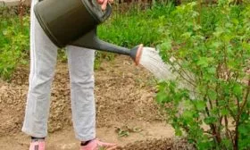 Особенности полива