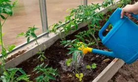 Особенности полива и ухода