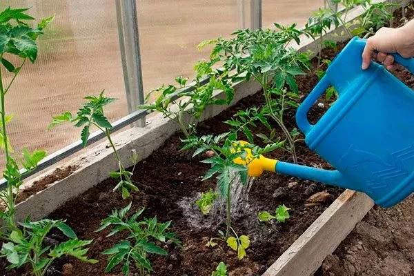 Особенности полива и ухода