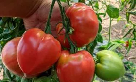 Особенности растения и плодов