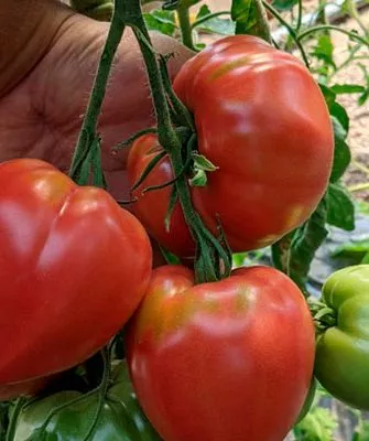 Особенности растения и плодов