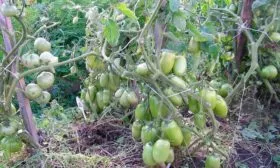 Созревание и плодоношение, продуктивность