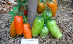 Особенности сорта, куста и плодов1