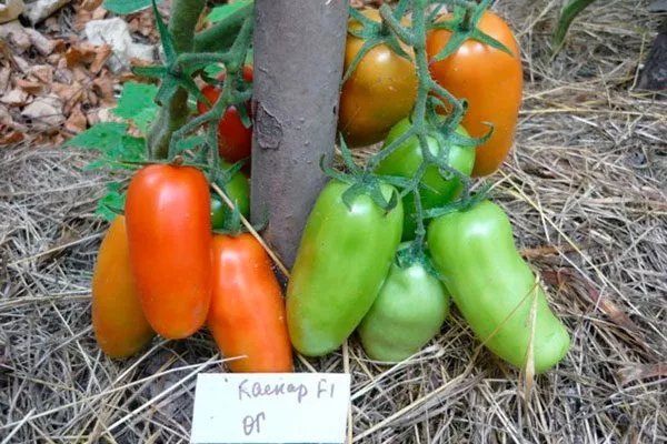 Особенности сорта, куста и плодов1