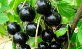 Урожайность сорта