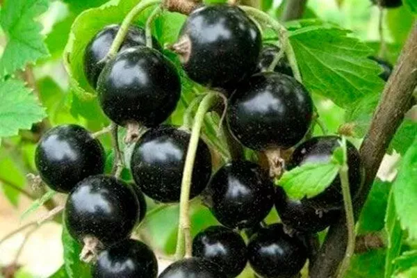 Урожайность сорта