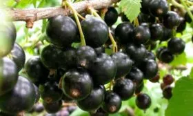 Описание растения