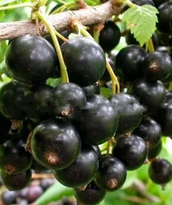 Описание растения