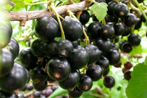 Описание растения