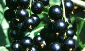 Вкус и назначение