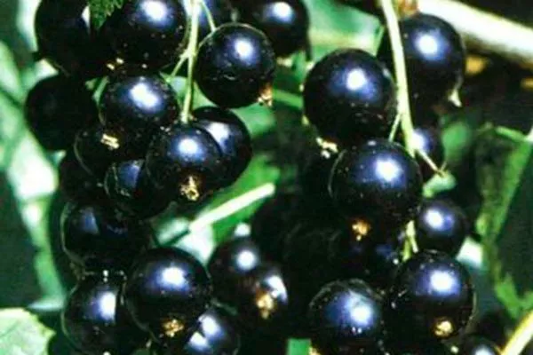 Вкус и назначение