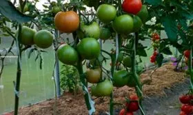 Пасынкование