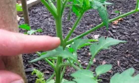 Пасынкование и прореживание листьев