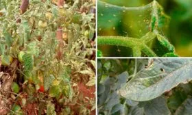 Паутинный клещ